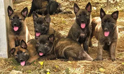 Dutch/Mal x German Shepherd Puppies, View more