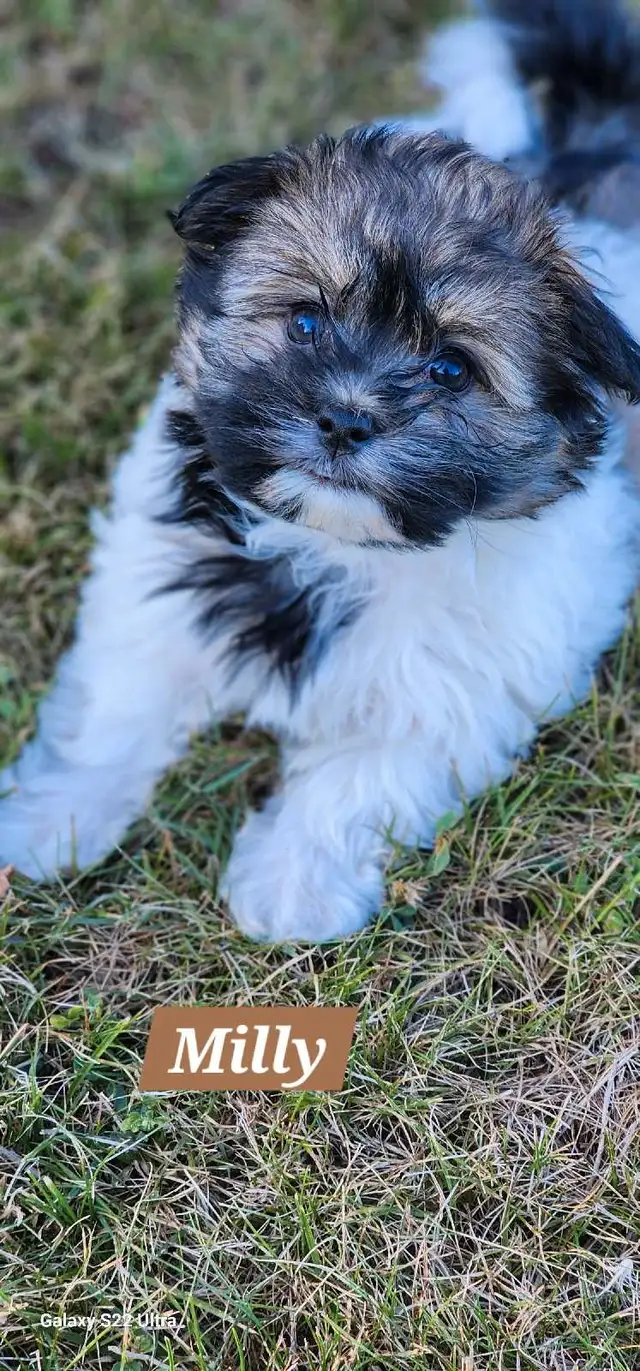 CKC registered Havanese puppies in Dogs & Puppies for Rehoming in St. Catharines - Image 5