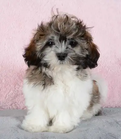 Gorgeous Shih-Poo Puppies with Soft and Silky Coats, View more