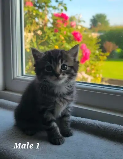 Adorable Kittens, View more