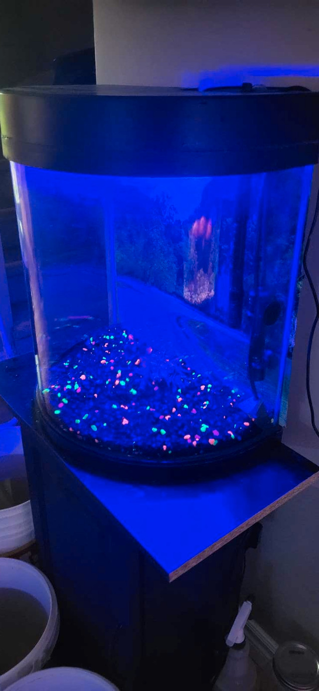 15 gallon Glow fish tank in Fish for Rehoming in Moncton - Image 2