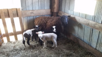 Ewe with three ewe lambs at side