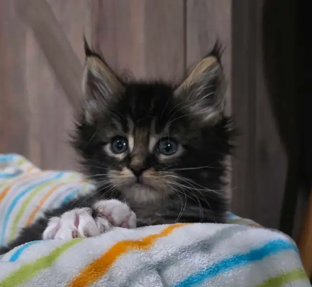 Maine Coon male 3 mois. Enregistré bleu tabby