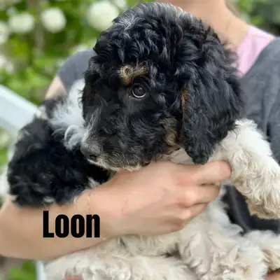 Beautiful Bernedoodles Ready for Their New Homes, View more