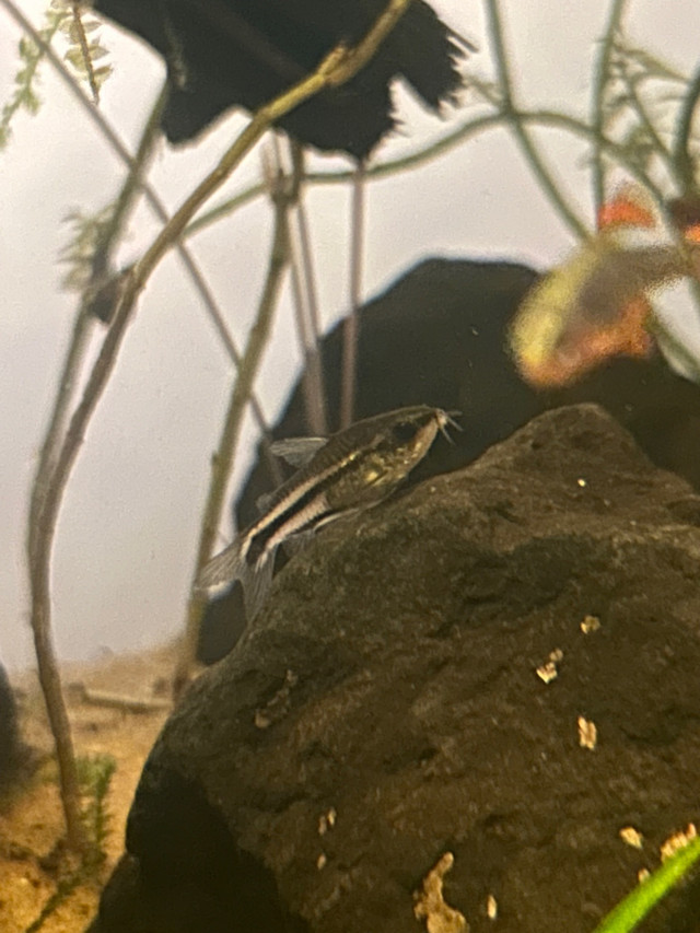 4 Pygmy Corydoras in Fish for Rehoming in Hamilton - Image 2