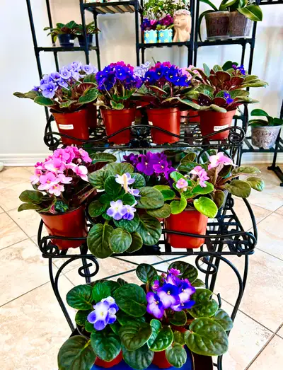 Stunning mature, healthy, vibrant African Violets. 15& ea or 25$ for two