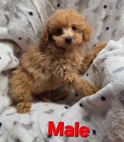 Poodle Puppies ( Small Minis), View more