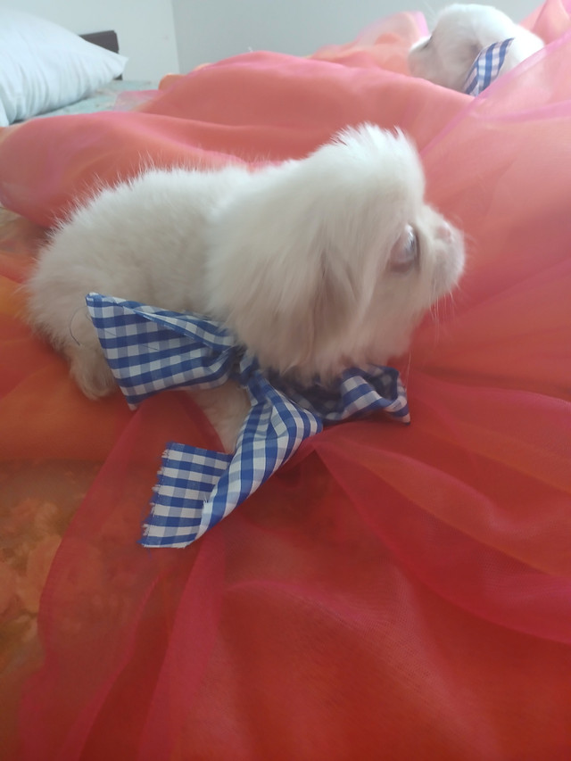 PEKINGESE 100%  2 MALES ADORABLE in Dogs & Puppies for Rehoming in Ottawa - Image 2