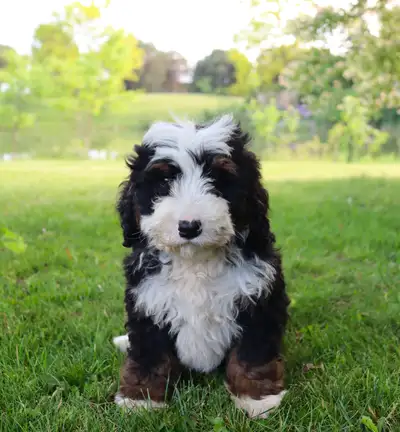 Bernedoodle puppies, View more