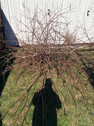 free cherry wood/twigs/branches, View more
