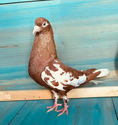 Afghan pigeon Female Very healthy Good pigeon ☑️