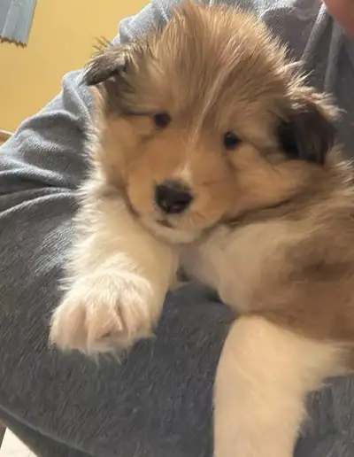 Sheltie puppy Available in March 20, View more