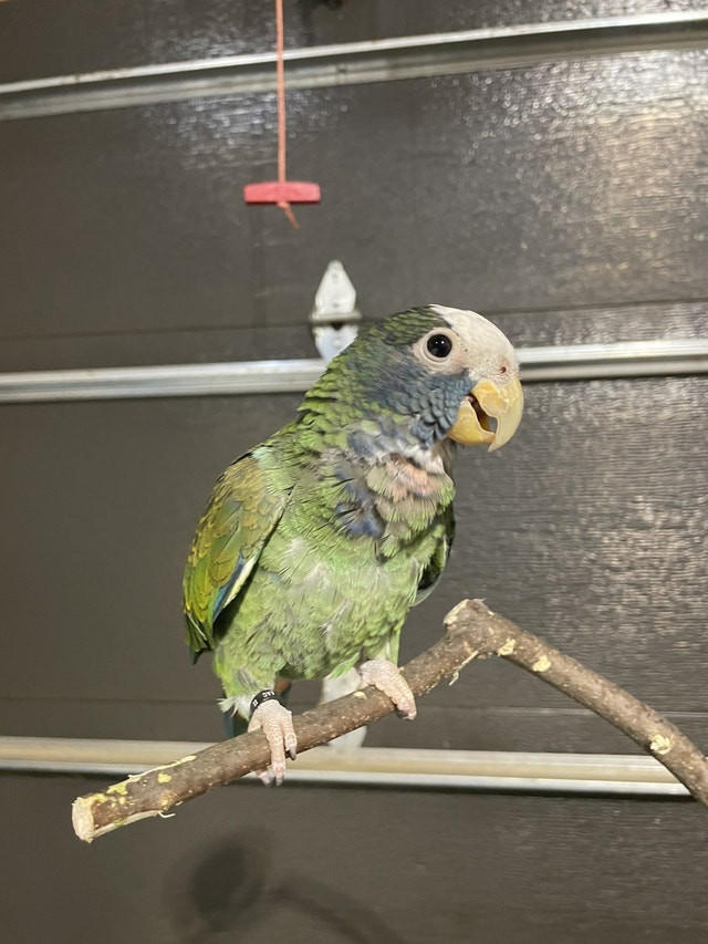 white cap pionus parrot Birds for Rehoming Ottawa Kijiji