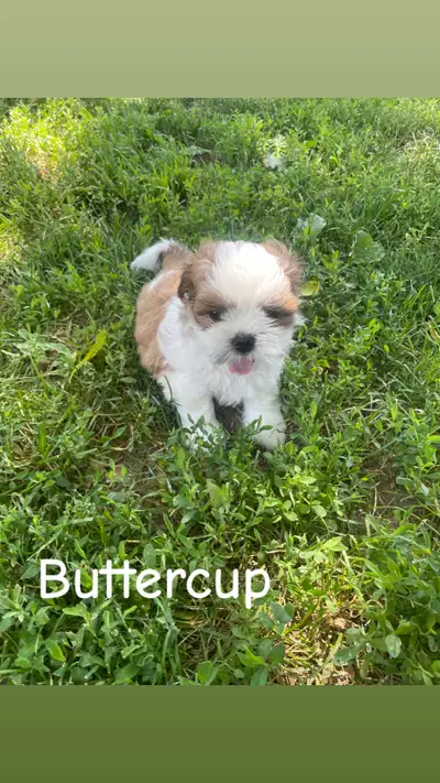 Adopting a Furry Friend? Meet Our Adorable Shih Tzu Pups!, View more