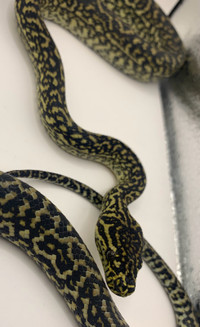 Pure zebra ocelot carpet python 