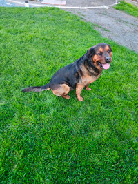 Rehoming rottweiler/bloodhound dog