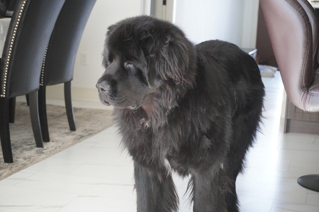 Newfie Mix Puppies for Sale! in Dogs & Puppies for Rehoming in Strathcona County - Image 2