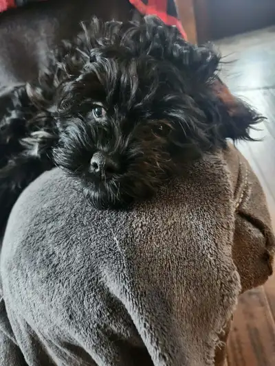 Beautiful Cockapoo  Puppy’s Coming Soon, View more