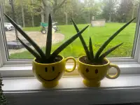 Happy Sanseviera Plants