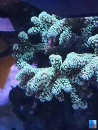 Birdnest coral frag