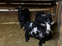 Wether Pygmy  goats 