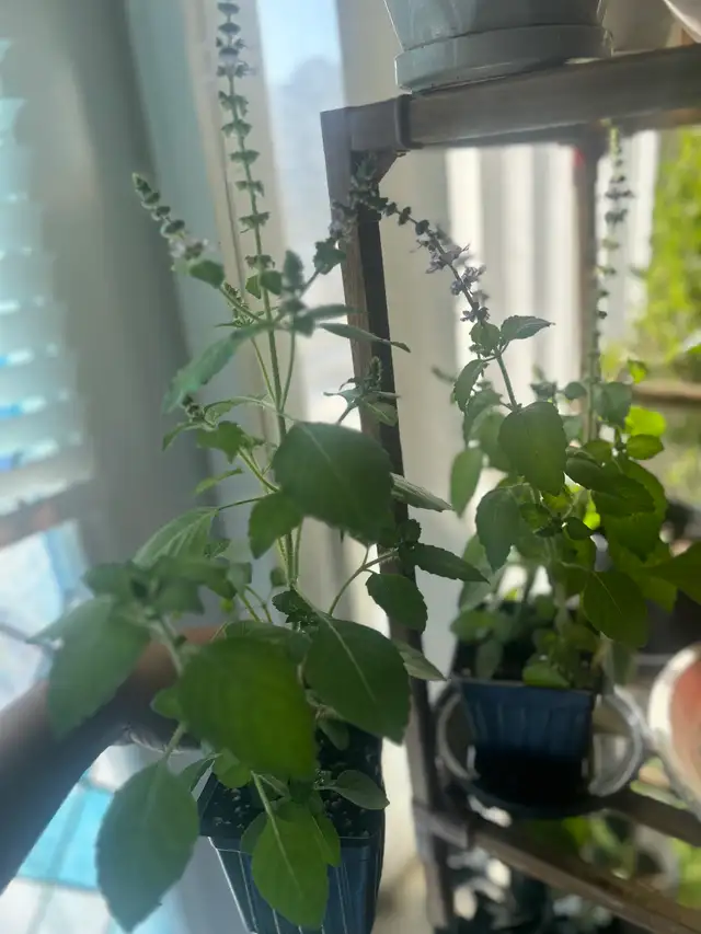Holy Basil (Good Fortune Plant) in Plants, Fertilizer & Soil in City of Toronto - Image 3