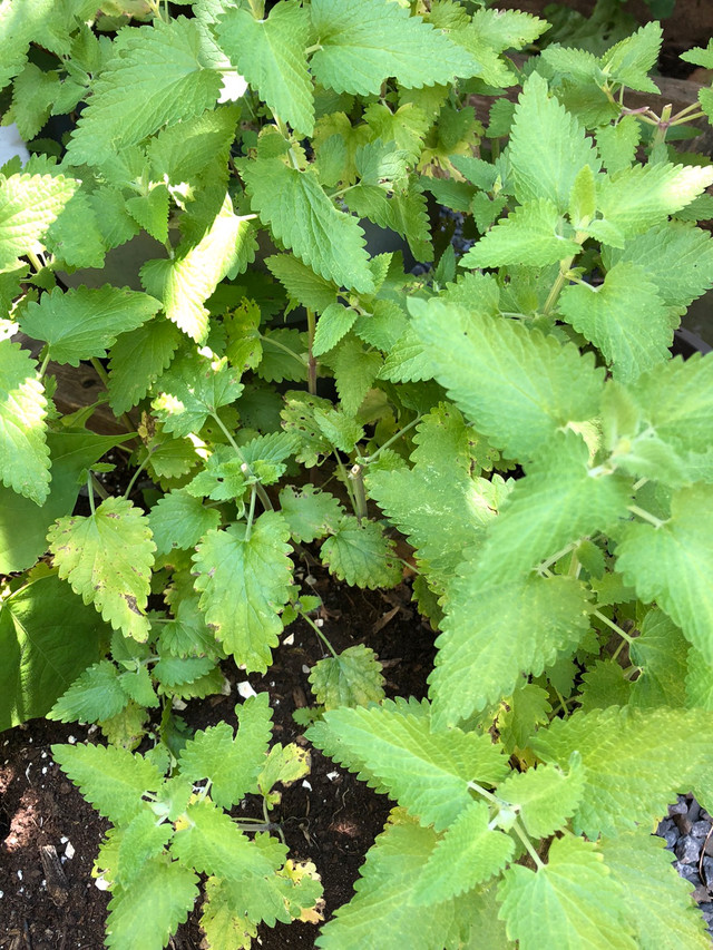Cat Mint Vivace / Perennial dans Plantes, engrais et terreaux  à Longueuil/Rive Sud - Image 4