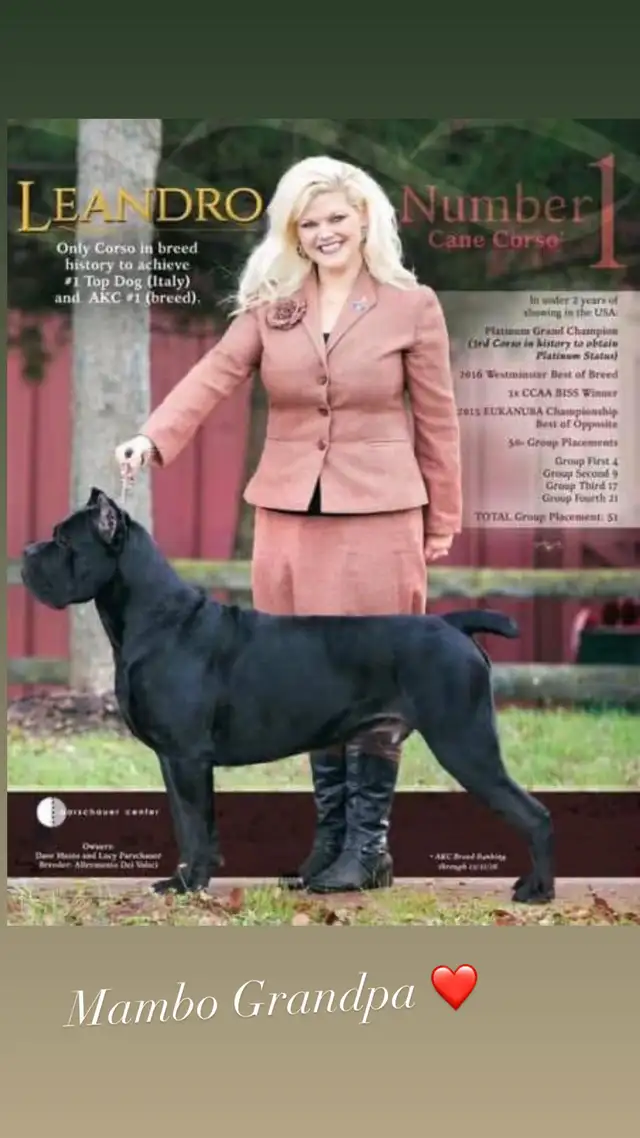 Registered Cane Corso Breeder Champion Bloodlines in Dogs & Puppies for Rehoming in Ottawa - Image 9