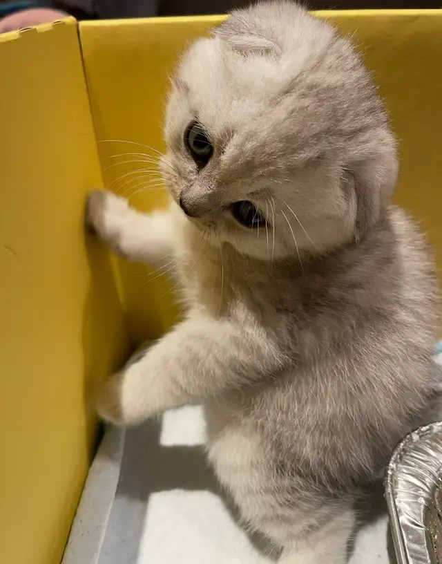 ❤️❤️Cute Purebred British/Scottish shorthair kittens in Cats & Kittens for Rehoming in City of Toronto - Image 8