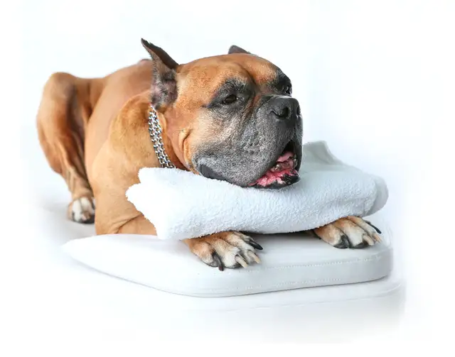 CANINE MASSAGE THERAPIST, CANINE MASSAGE63826842844801121