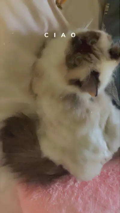 I'm selling my adorable hamalaya cat! This fluffy friend is looking for a new, loving home. This cat...