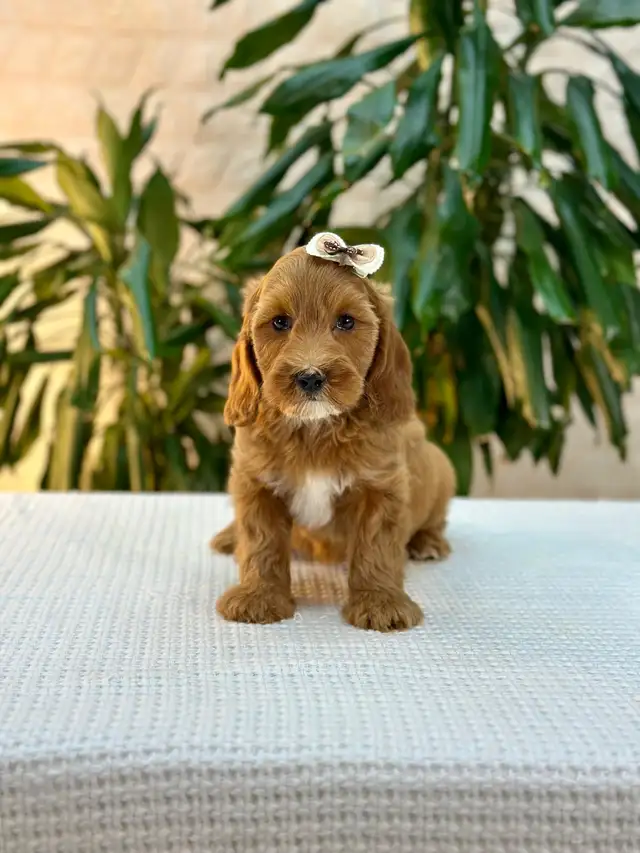 Mini Cockapoo Puppies Ready for New Homes in Dogs & Puppies for Rehoming in Oakville / Halton Region - Image 2