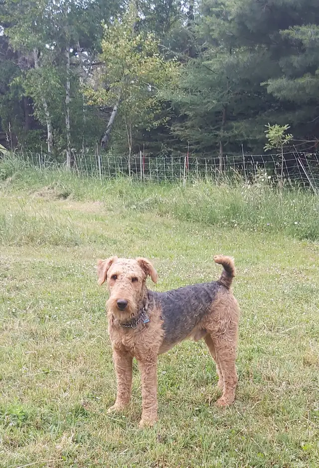 Airedale Terrier Puppies CKC Reg'd in Dogs & Puppies for Rehoming in Sudbury - Image 4