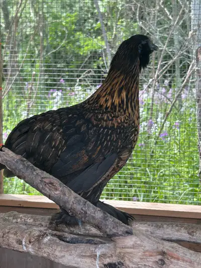 Pullets & roosters, View more