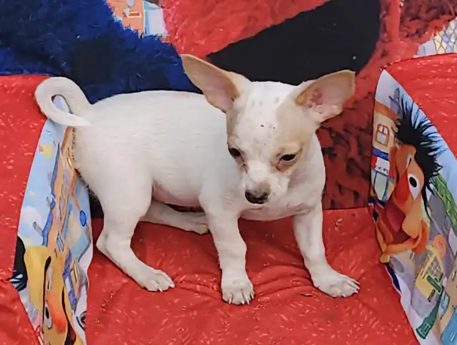 chihuahua croisé teckel in Dogs & Puppies for Rehoming in Laurentides - Image 3