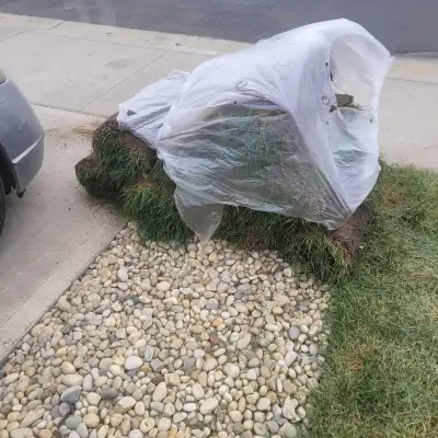 8 rolls of sod for Free