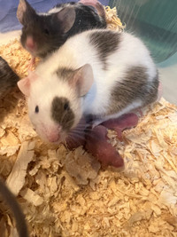 Fancy Mice! Live or Frozen are available