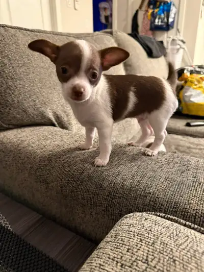 1 male chihuahua that are ready to go into new home. He can both eat solid dog food n drink water 9-...