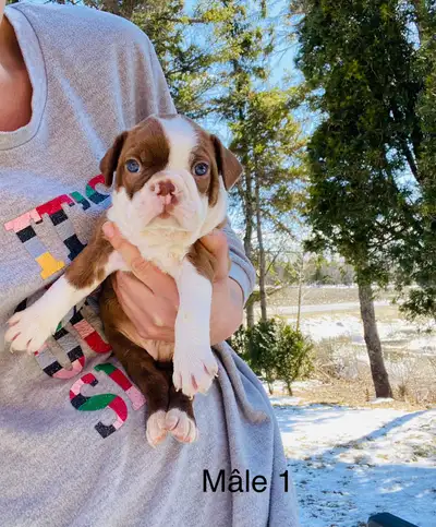Bonjour nous avons présentement une magnifique portée de Boston terrier brun ( ils nous restent un m...