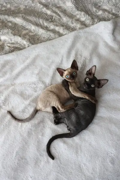 Devon Rex Boy and Girl, View more