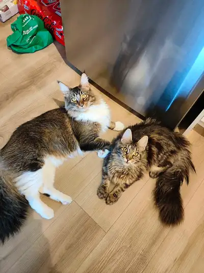 Chats Maine Coon, View more