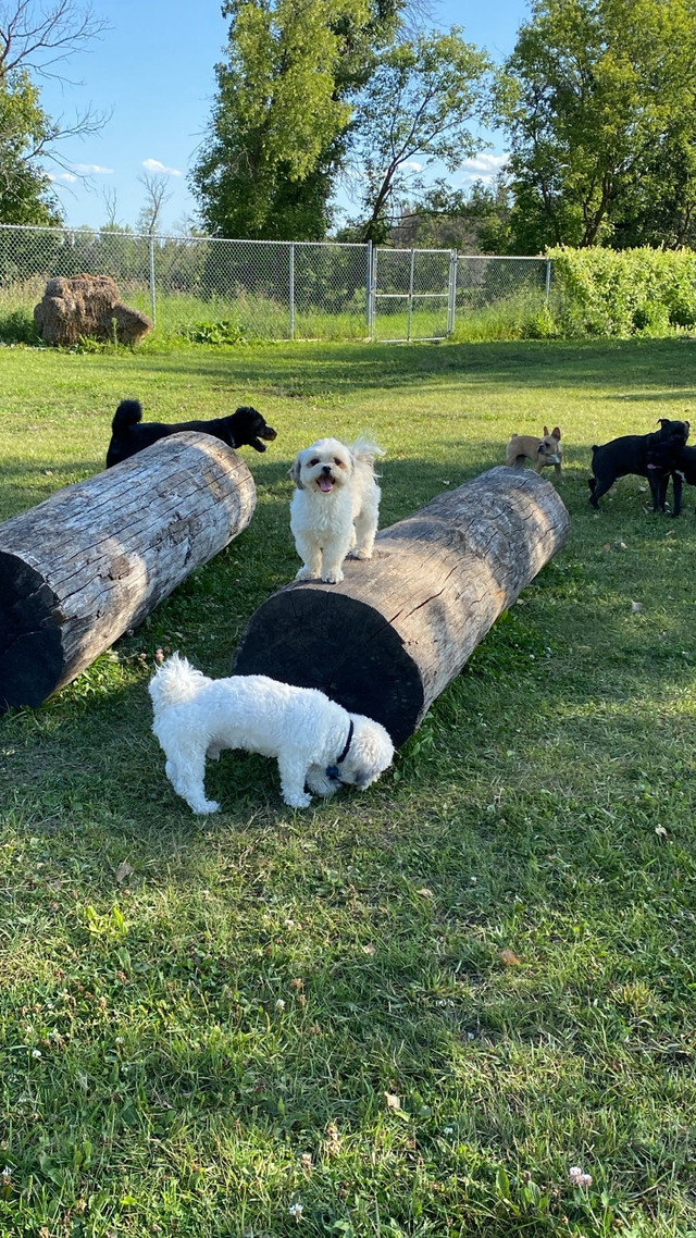 Frenchy’s Pawradise resort  license, dog boarding facility in Animal & Pet Services in Winnipeg