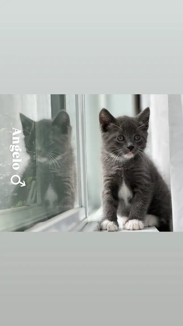 Kitten’s for sale in Cats & Kittens for Rehoming in Laval / North Shore - Image 4