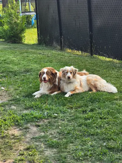 Elevage berger australien, View more