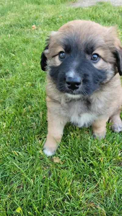 Our dogs have have a beautiful litter of Male puppies. Complete vaccinations. They are available unt...