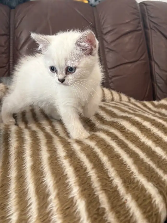 Adorable Colour Point Scottish Fold Kittens in Cats & Kittens for Rehoming in Oakville / Halton Region - Image 6