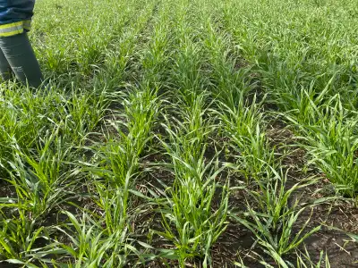 Looking for land to rent in the Strathmore area. We are a smaller second generation farm looking to...