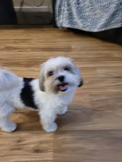 BEAUTIFUL YORKIE FOR SALE, View more