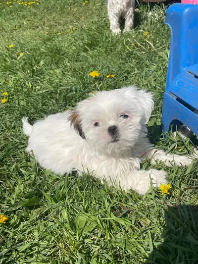 1x male & 1x female, ready for pick up, potty trained , vaccinated, dewormed, will be 12 weeks on Ju...