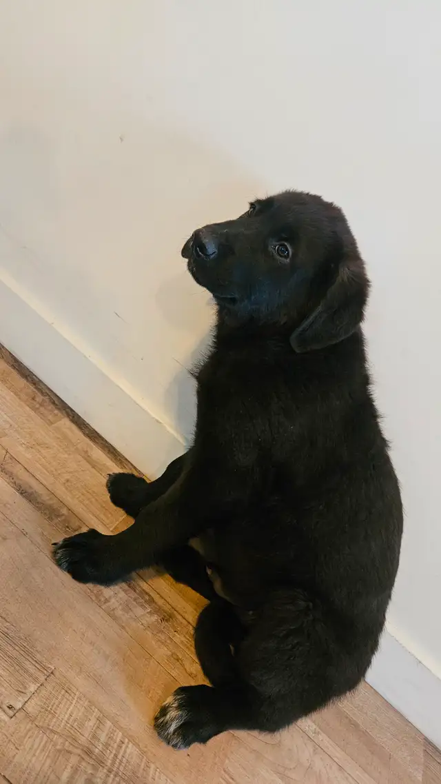 German sephard puppies for sale in Dogs & Puppies for Rehoming in Edmonton - Image 5
